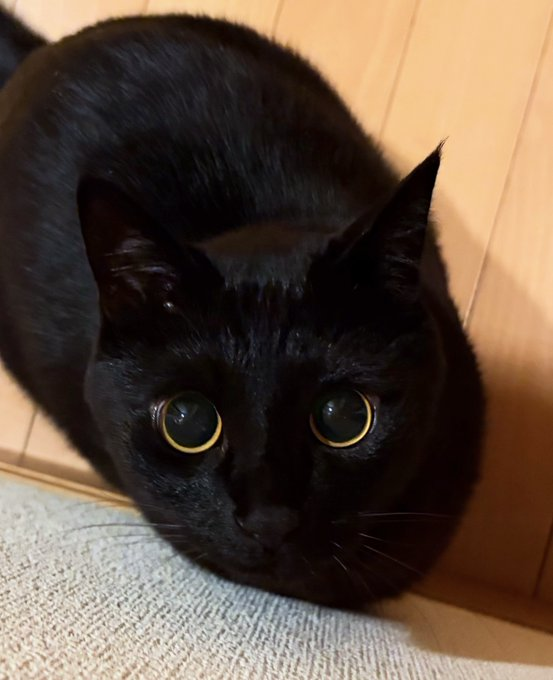 katsupan's tweet photo. 目がキラッと輝く黒猫ちゃん、まるで小さな闇の中の星みたいで可愛い✨ https://t.co/nRJ93DqVi6