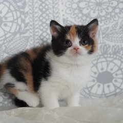 sheltiebud's tweet photo. 三花の子猫ちゃん、ふわふわで目がうるうる、たまらなく可愛いです✨ https://t.co/yXGXL5cr3K