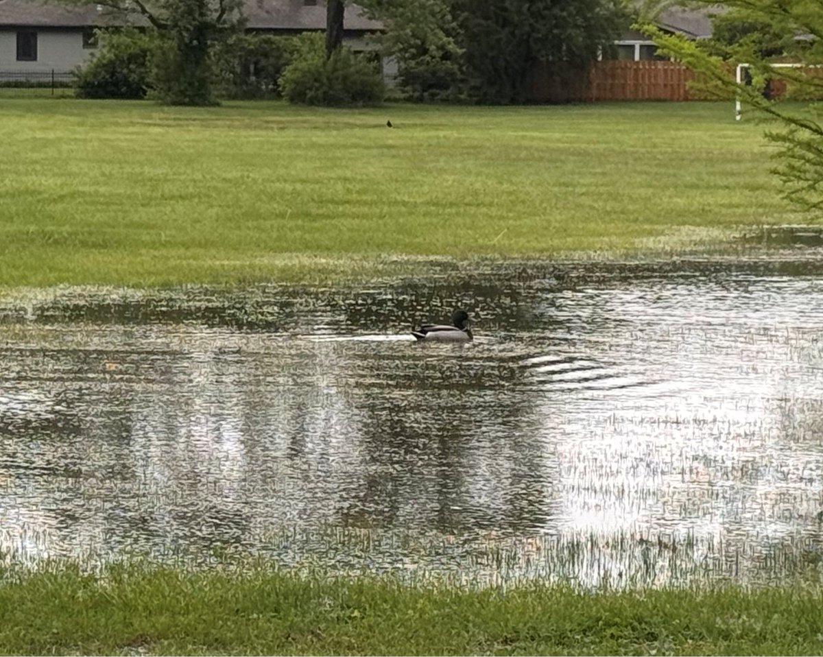 ReadyIllinois's tweet photo. We're hearing reports of tree damage and localized flooding. While "new" water is great for some creatures, it's not good for us. Never walk or drive into floodwaters. You don't know how deep it is, how fast it's moving, or what's in it.
Turn around, don't drown!
#TADD #ILWx https://t.co/gg5FQUQrcD