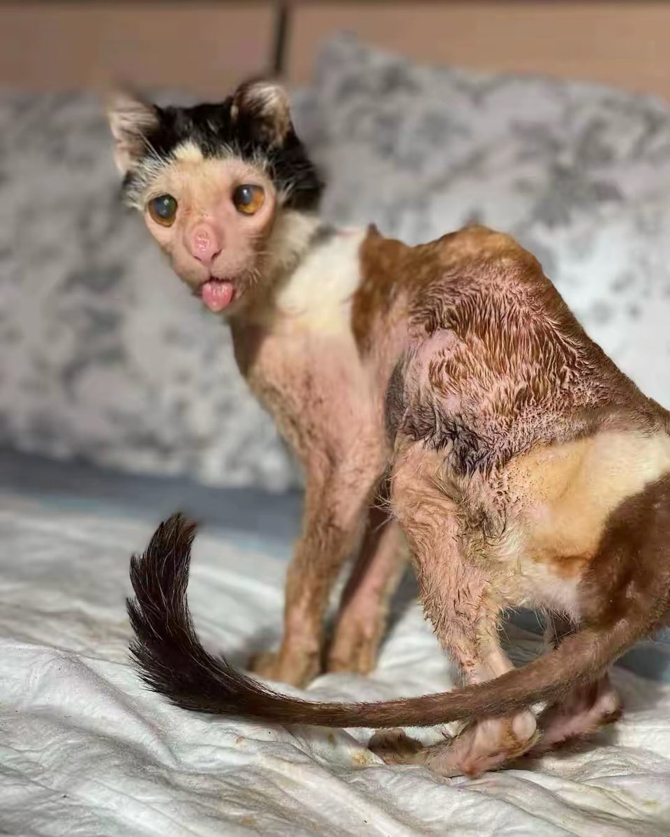 Someone with a good heart will stop and donate to help Pluto.
if you scroll, Pluto will not stay longer please have mercy on us.We are humbly calling upon your help and support.kindly donate anything possible through our donation link in the profile🙏🥹

Please be with a heart 😭