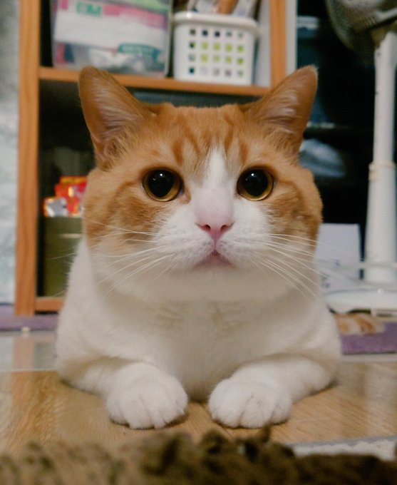 miriko0708's tweet photo. このまんまるお目目の猫ちゃん、まるで天使みたいでとても癒されます✨ https://t.co/elIIvvc365