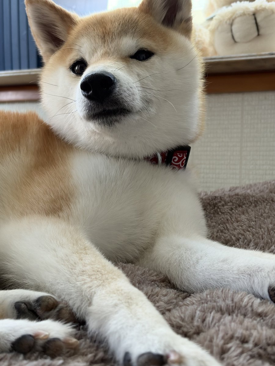 ベルティー tweet media