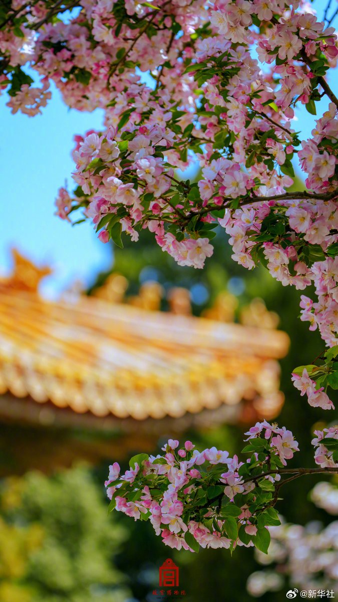 XinhuaChinese's tweet photo. 再一次沉醉在故宫的春天！
春风微拂，枝桠摇曳，繁枝逸散，漫溢宫墙。众多繁花填满故宫的整个春天，留下一幅幅绚烂画卷。转发收藏这份春日浪漫，愿你如春花般绚烂热烈，元气满满！ https://t.co/MpVTZS5mun