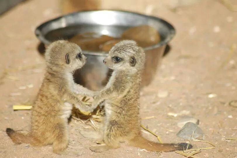 chic normal tweet media