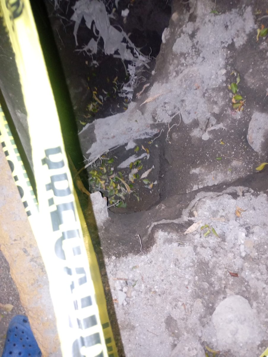 Guardabosque Urbano tweet media