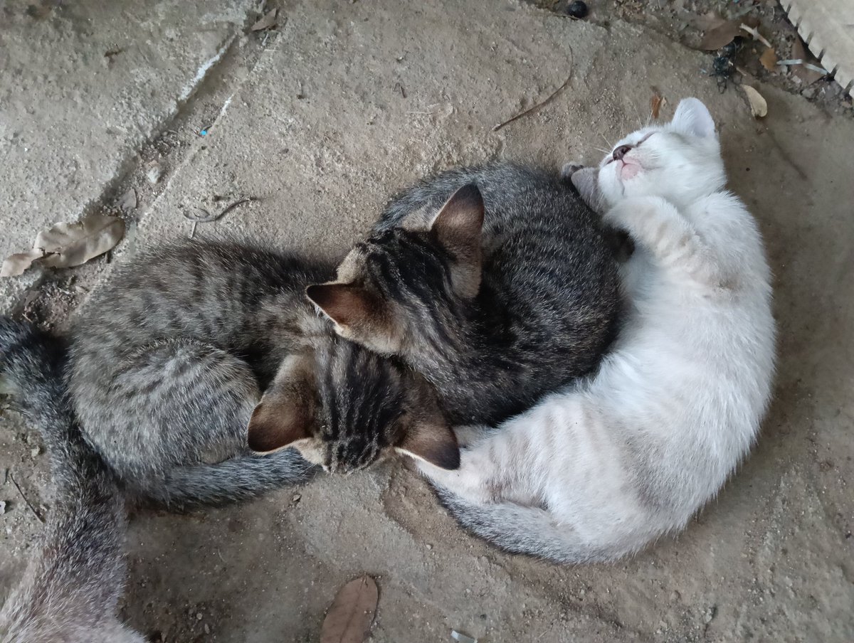 อัปเดตน้องนะคะ น้องเป็นเพศเมียหมดเลยค่ะ มี 6 ตัว พิกัดลำพูน
#แมว #แมวจร #หาบ้านให้น้องแมว
