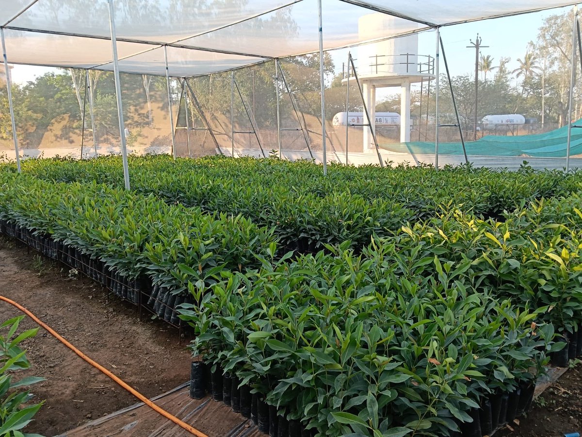 pankaj_ifs's tweet photo. Under the  guidance of Hon’ble Forest Minister, raising of 

GI-Tagged Bahadoli Jamun 🍇

Known for its bold fruits &amp; small seeds https://t.co/ICJjiYbT3Z