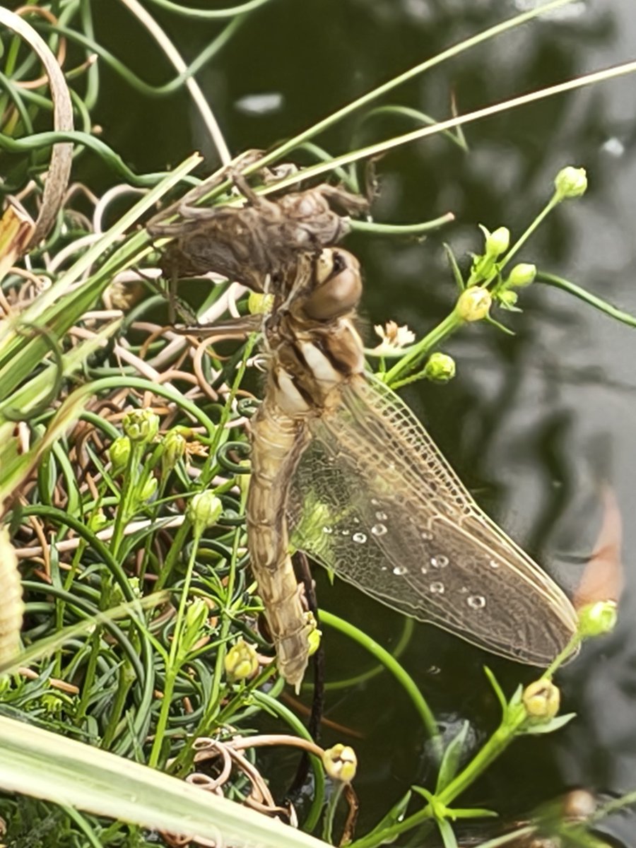 美濃のQ tweet media