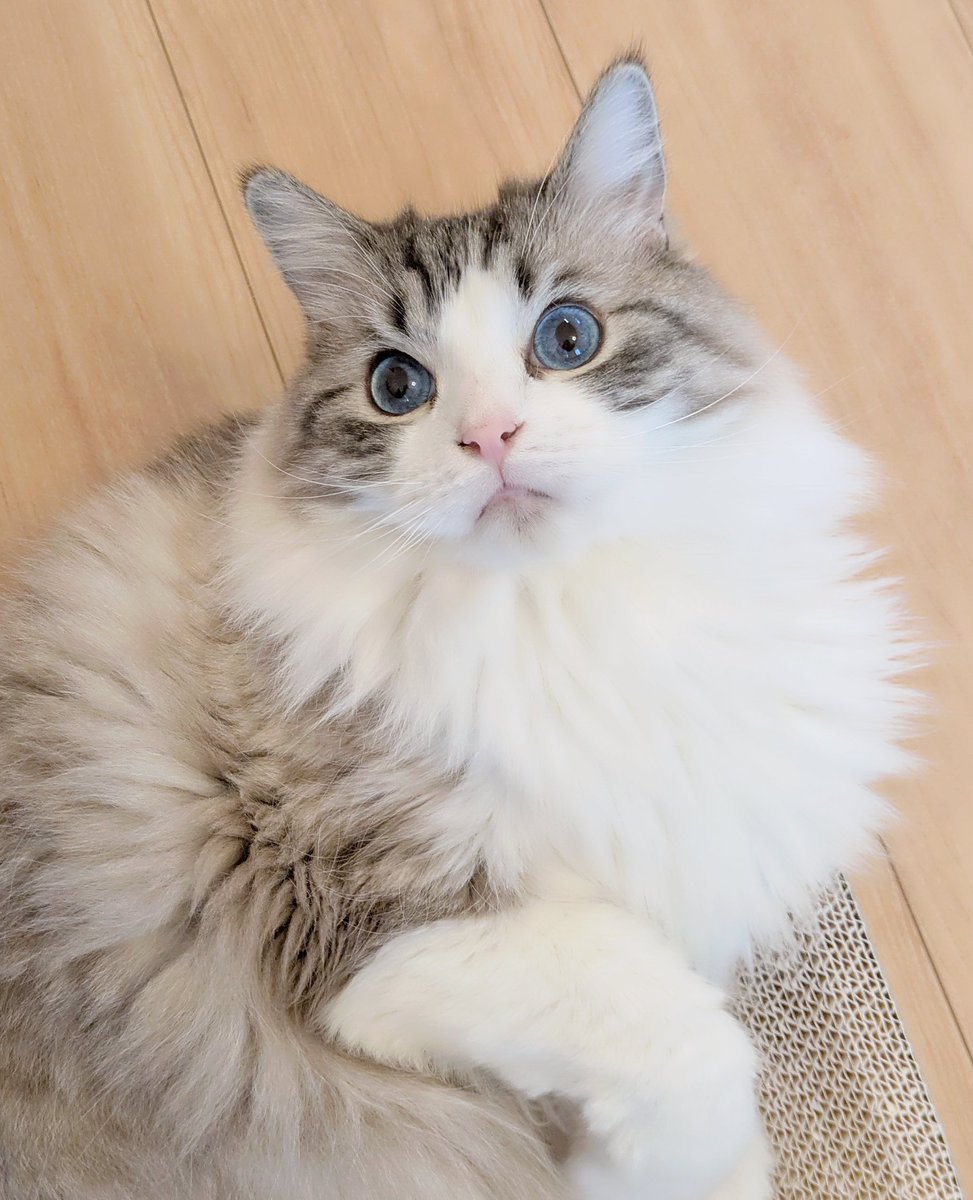 青い瞳のねこ (@jayro8376) / Posts / X