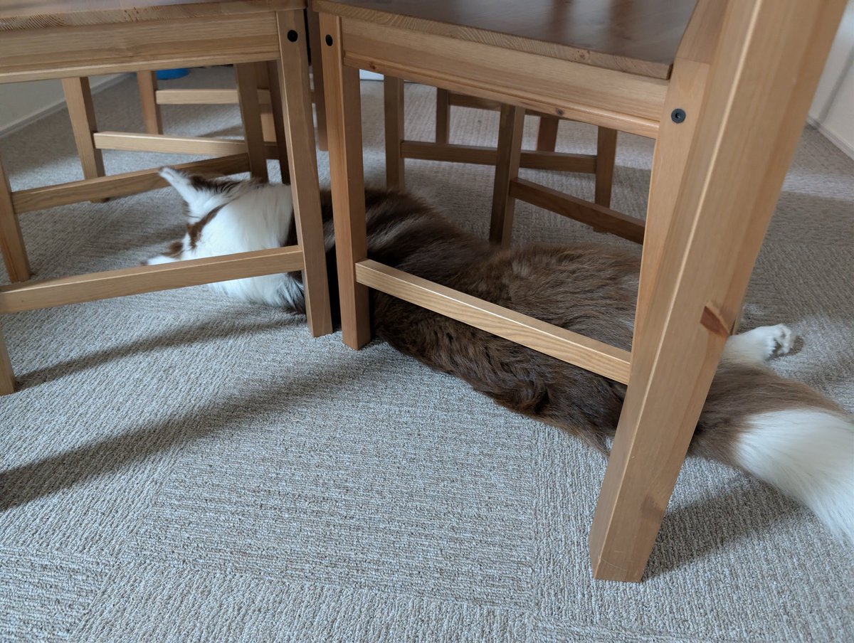 ばたけ。 tweet media