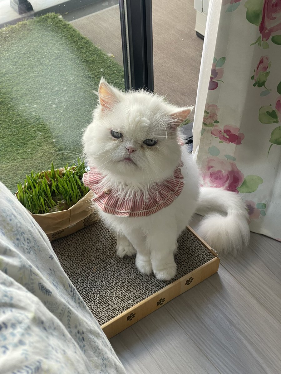 ข้าวหมูกรอบจานข้าวหมูแดงจาน tweet media