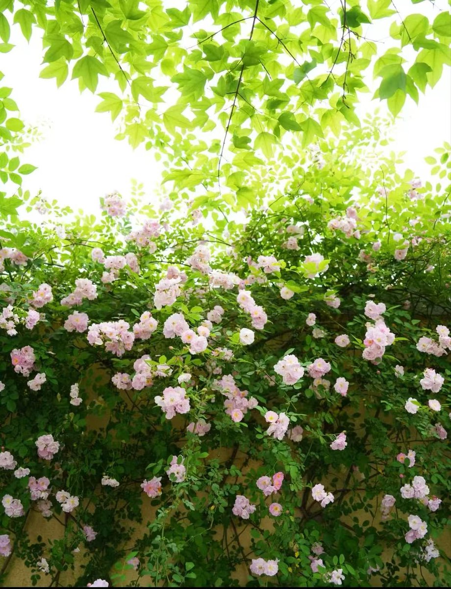 clover_CC tweet media