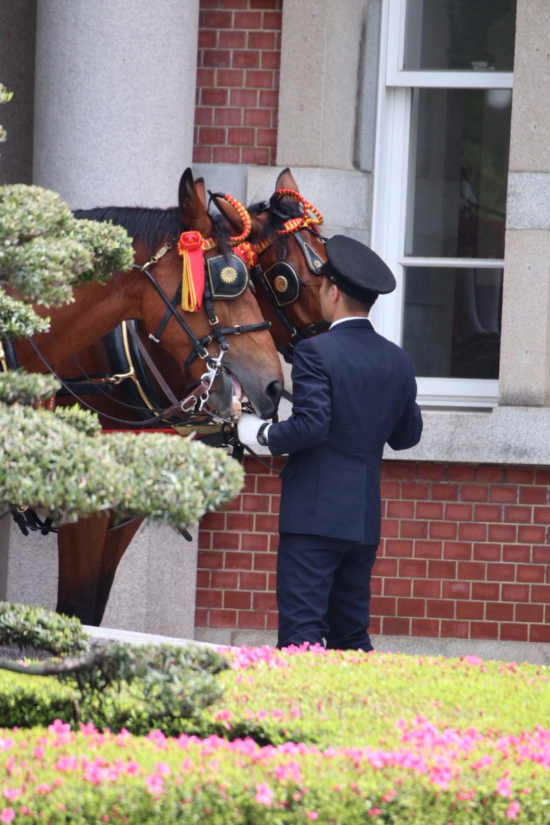 信任状捧呈式

甘えん坊さんしててかわいかった☺️

#信任状捧呈式
#宮内庁
