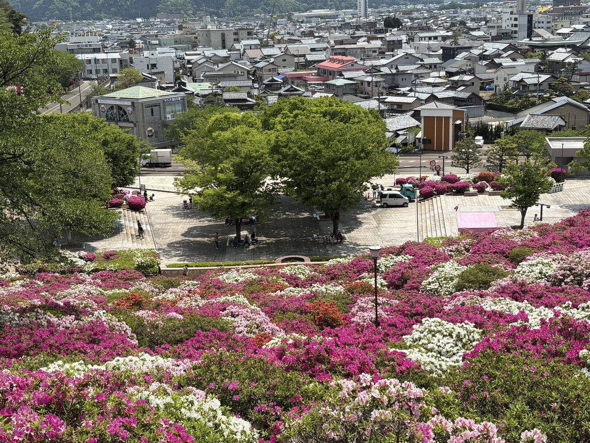 快晴の西山動物園です。
西山公園のヒラドツツジは満開になり、
見頃になりました。

#鯖江市西山動物園
#レッサーパンダ
#西山公園つつじ