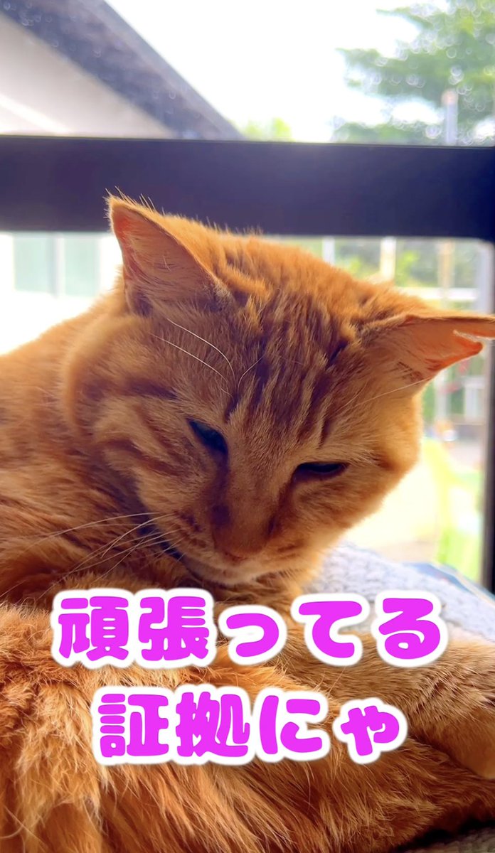 夏一（なついち） tweet media