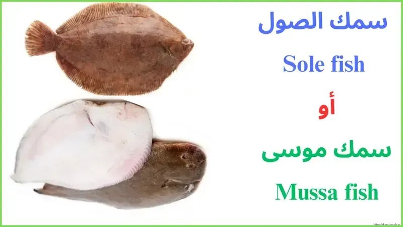 🇪🇬Abd ElRahman Mohamed tweet media