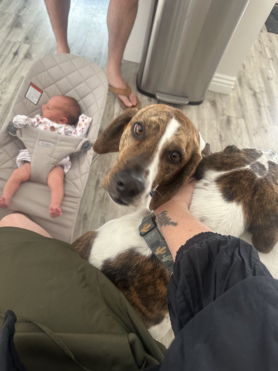 JuBeBallin's tweet photo. One postpartum issue I’ve seen excessively online that I am so grateful I can’t relate to at all is suddenly hating your dogs once you have a baby…. 
My heart is so full for my hounds and I am genuinely sad I can’t give them as much attention as before. https://t.co/IIfUxXxuys