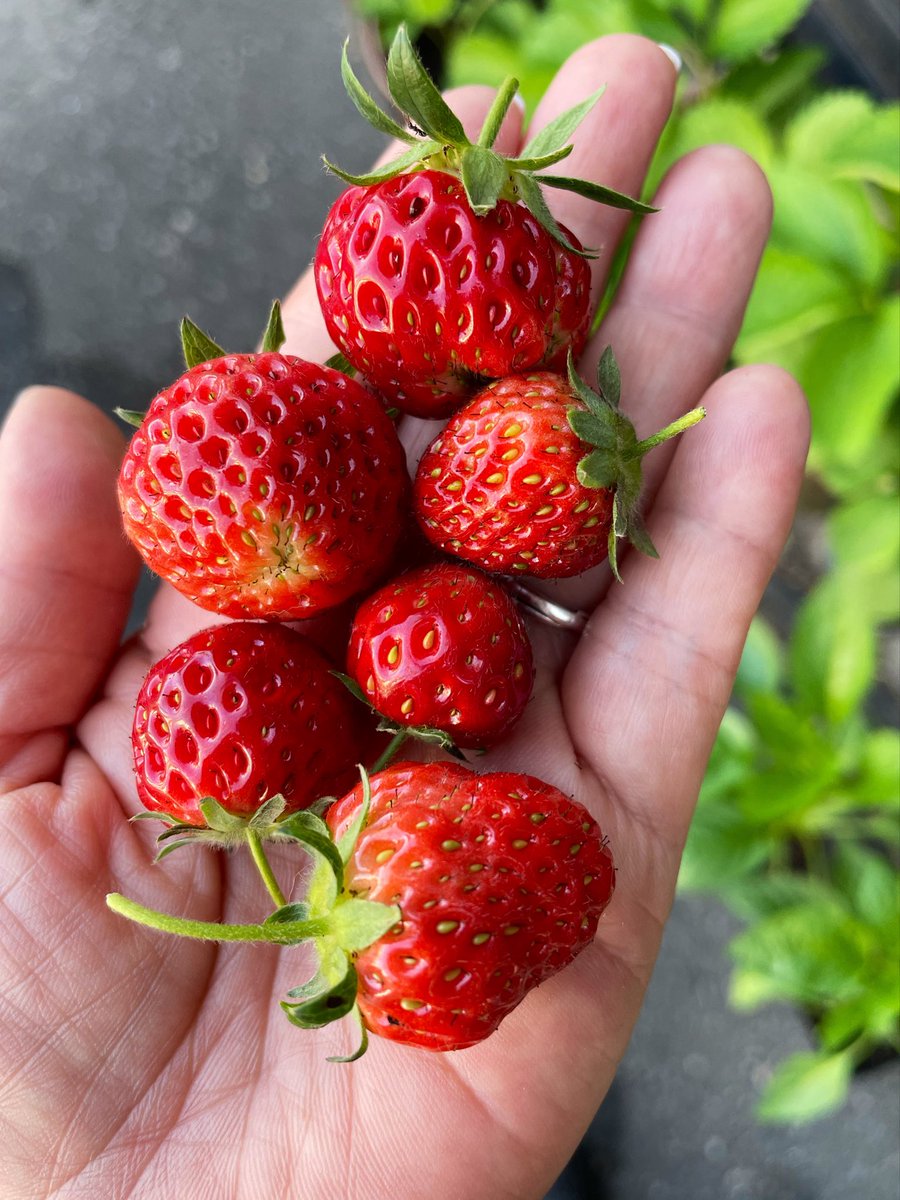 ねこママ tweet media