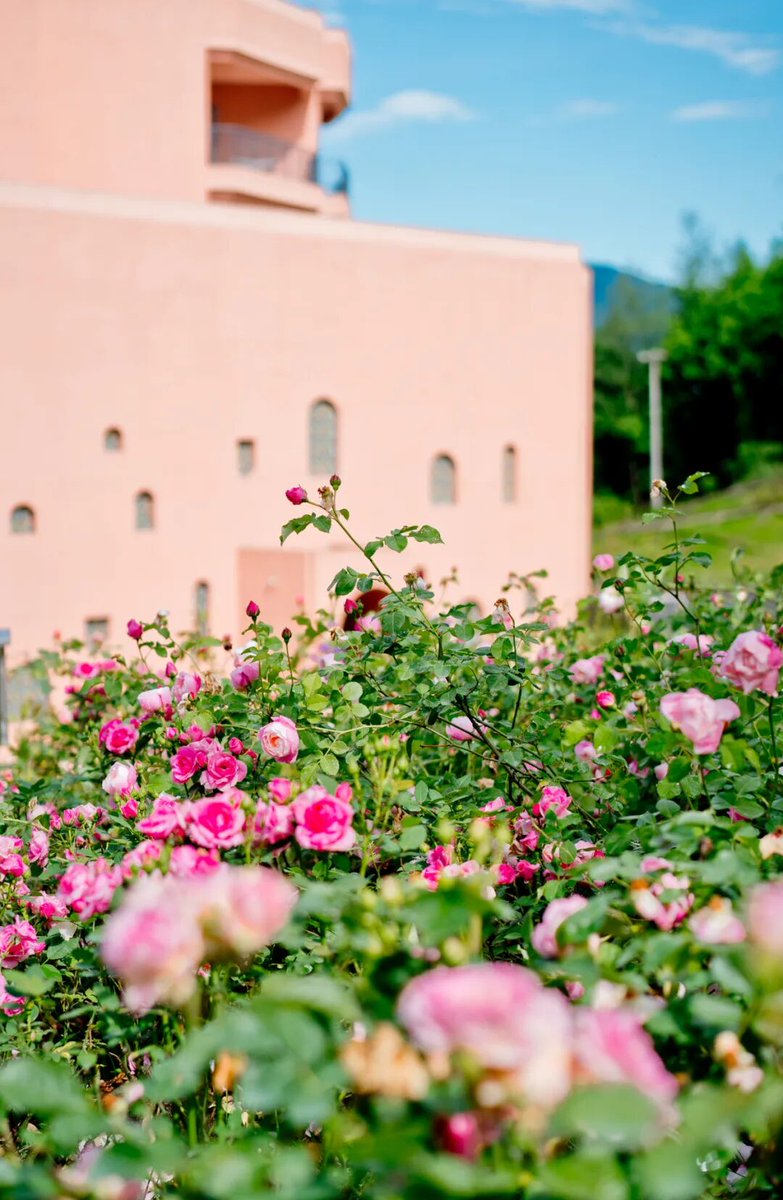 Hello_YuCheng's tweet photo. Come to Wild Rose Village of Shilifenfang in Yucheng, Ya’an, and embrace the vibrant vitality of spring. https://t.co/fiiR5q03oh