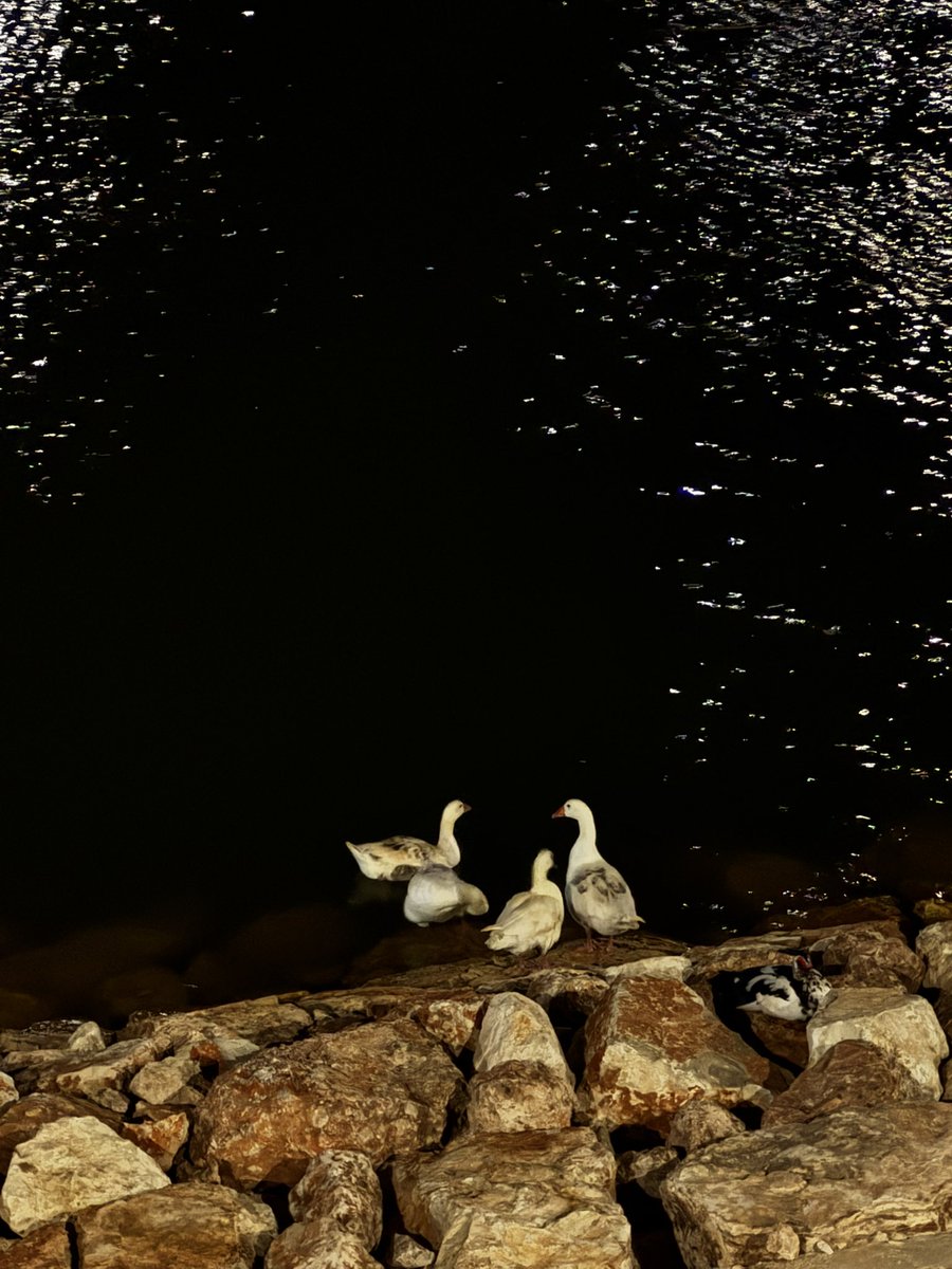 Taha Elnafati tweet media