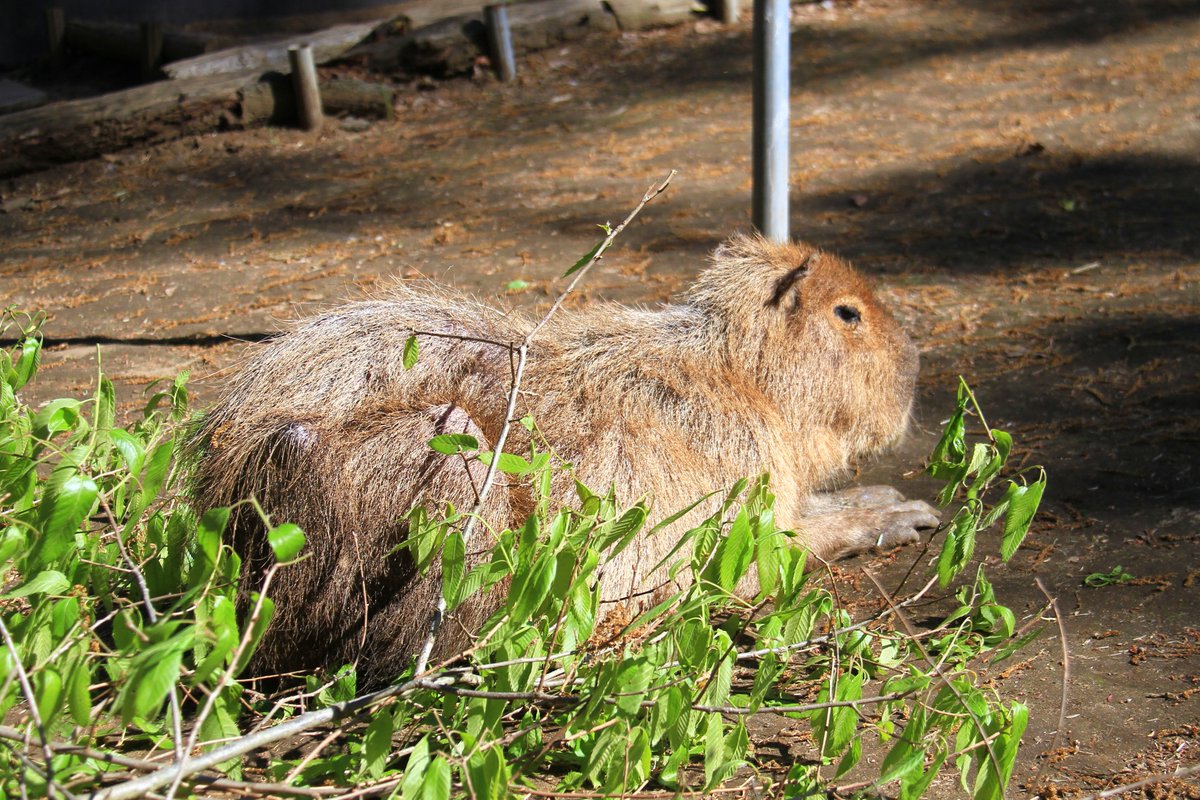 #カピバラ #ダチョウ王国 #ダチョウ王国石岡ファーム 
春風と桜葉の香りに包まれるまりも様
2026/4/21