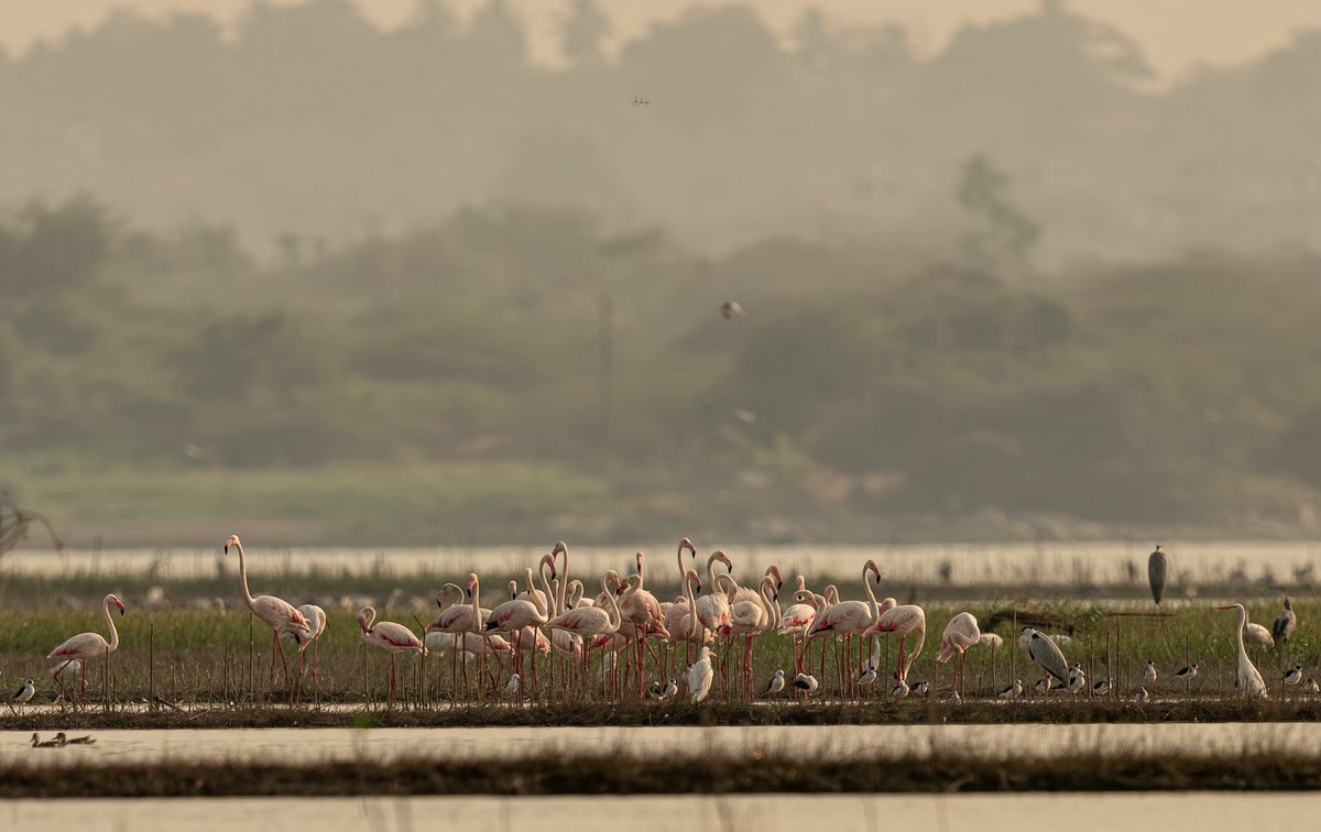 Vijaykulange's tweet image. Such a beautiful flock of flamingos 🦩 
#morning clicks.
@AMAZlNGNATURE @incredibleindia