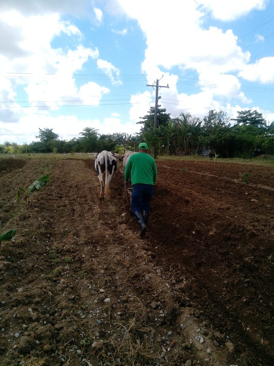 La UEB Agroindustrial progresa en la preparación de tierras para luego recibír sus frutos. Si el hombre sirve, la tierra sirve.#AgroalimPorCuba 
#PinardelRío
