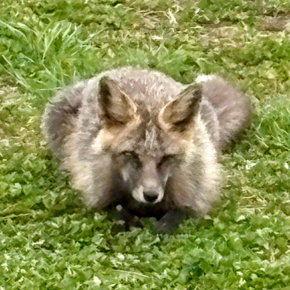 まうんす tweet media