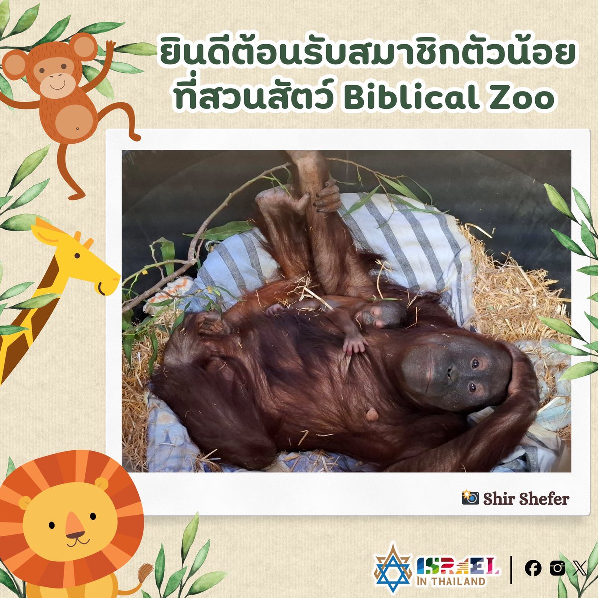 Israel in Thailand tweet media