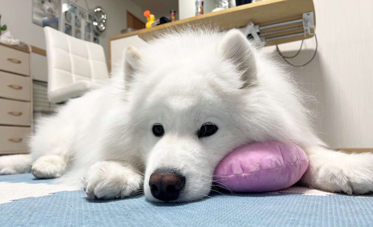 ダッツファミリーCh. tweet media