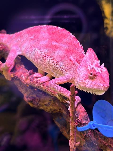 川和工团安卡🚩🇦🇶🔥 tweet media