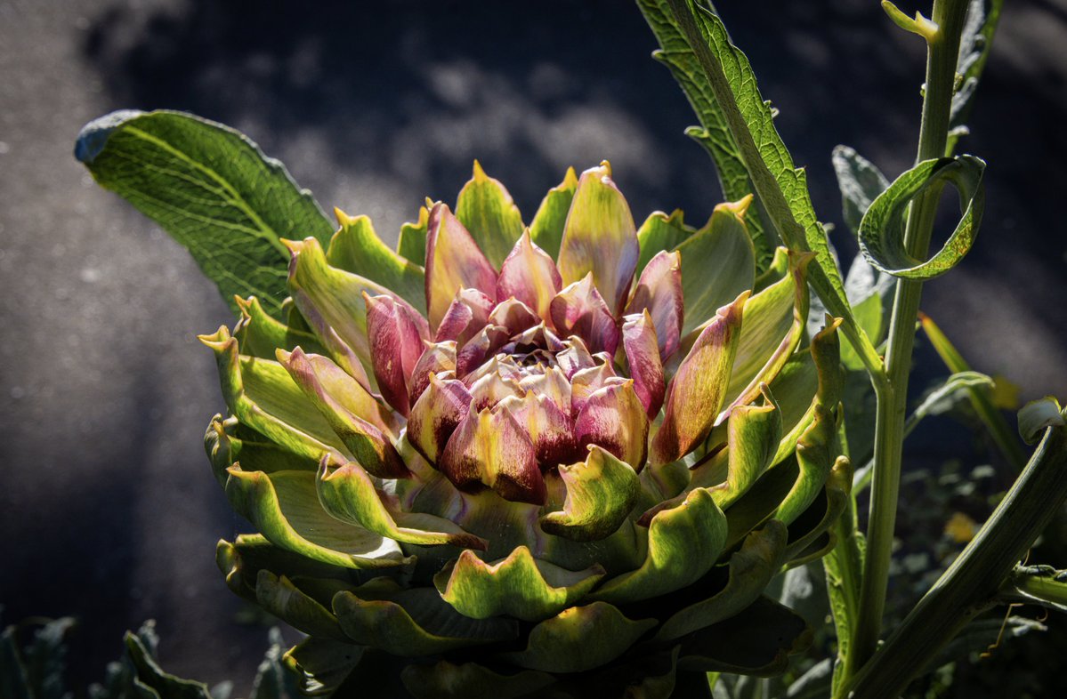 Fire the Goat, as played by Jerome Taylor tweet media