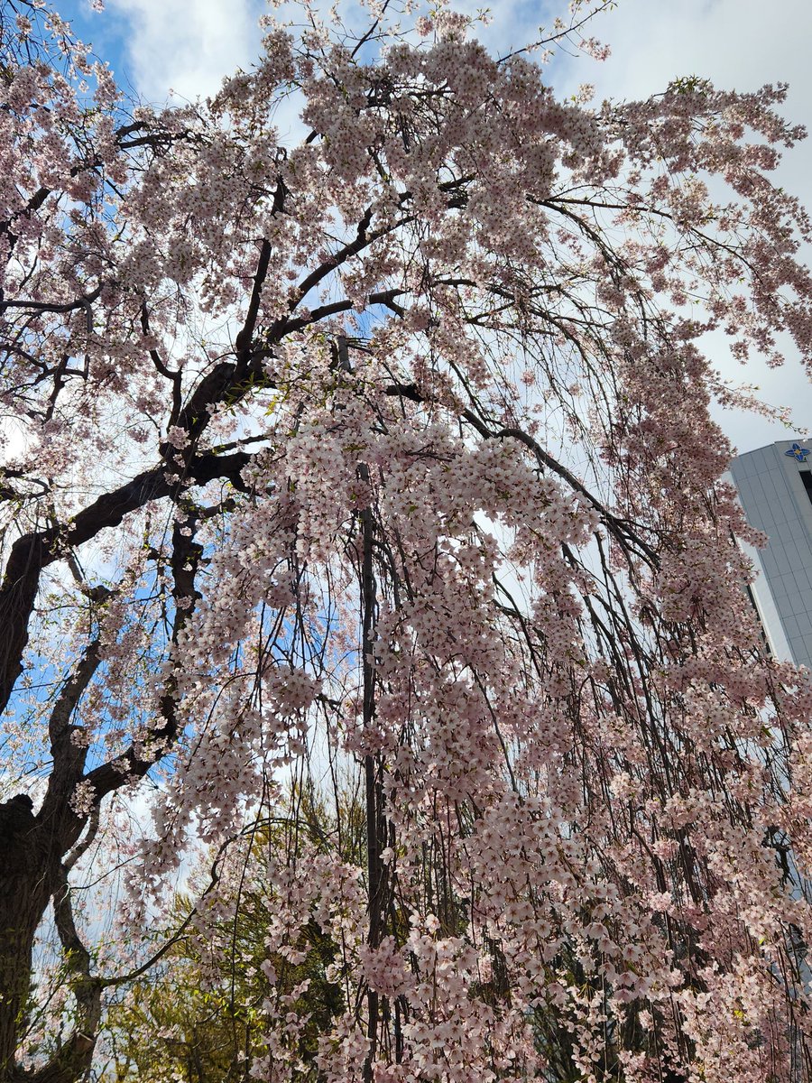 gazirock's tweet photo. 中島公園の枝垂れ桜が満開です…今日ベスト… https://t.co/SJk1cmWLOi