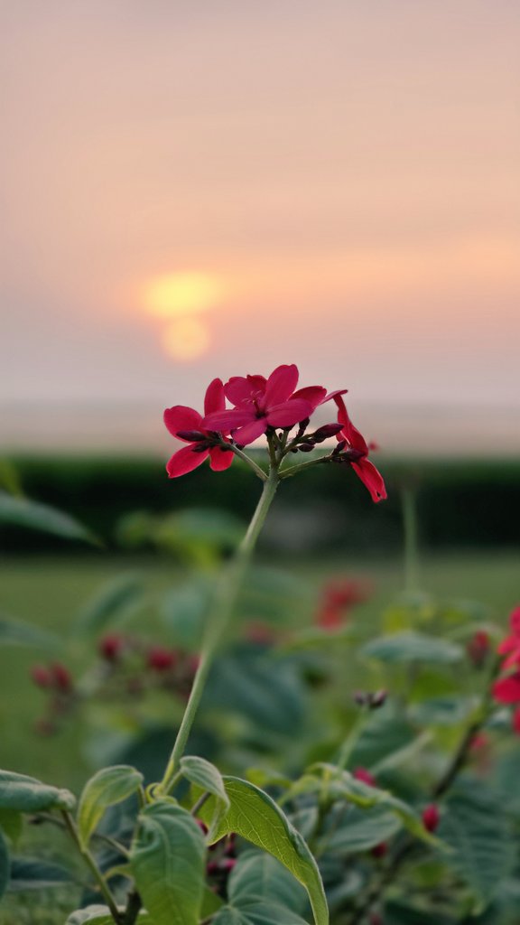 مسعود tweet media