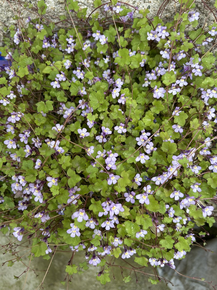 serife🪷 tweet media