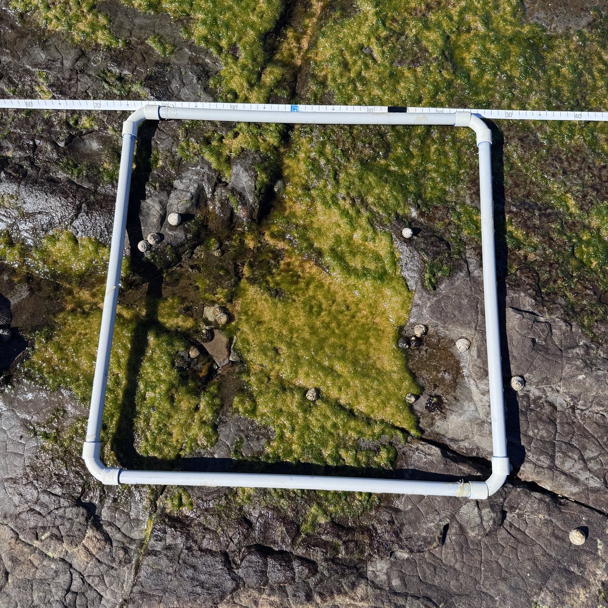 Another fun day at the CEC.
Running transects and stratified random sampling to assess species richness and abundance on the intertidal rock platform.
#enviroEd
#outdoorEd