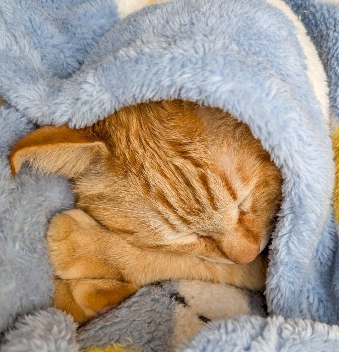 ぷりんちゃん𝕏 tweet media