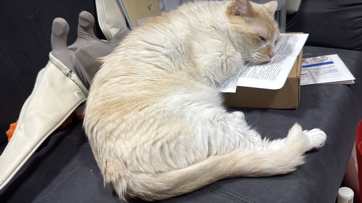 夕方の毛繕いでまた追加ですごくとれてしまったネロ毛… #黒猫ネロ #笹