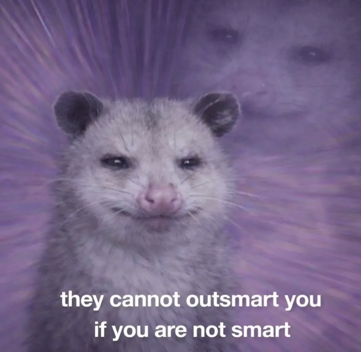 raccoon aesthetic. (@raccoonesthetic) on Twitter photo 