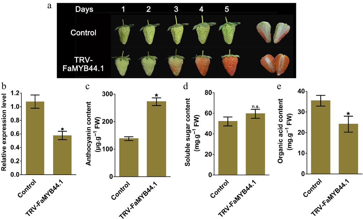 HortiPlant's tweet image. #FruitRes 
FaMYB44.1 transcription factor delays strawberry ripening by repressing anthocyanin &amp;amp; organic acid pathways. Silencing it boosts fruit quality.
 @MaximumAcademic @PlantCellEnvir #Strawberry #TranscriptionFactor
Details: maxapress.com/article/doi/10…