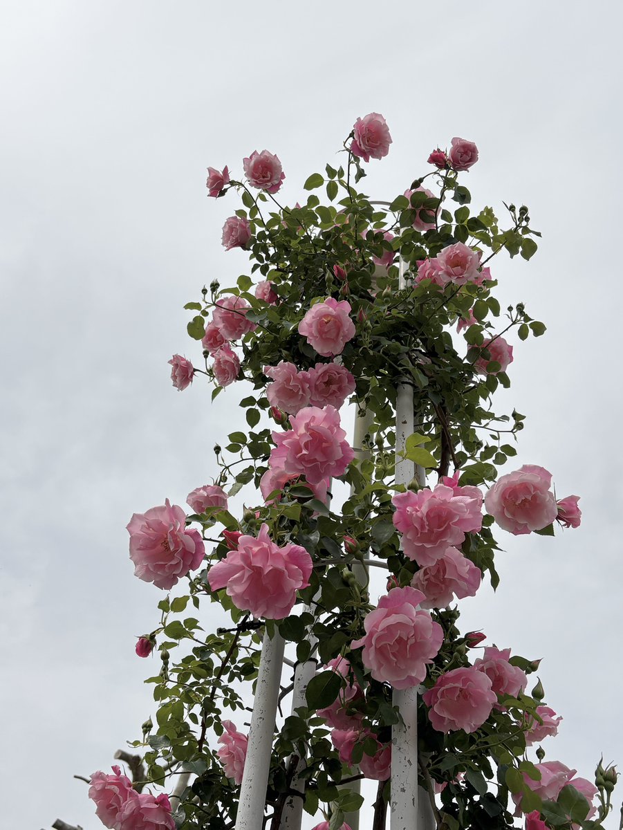 鶴舞公園 tweet media