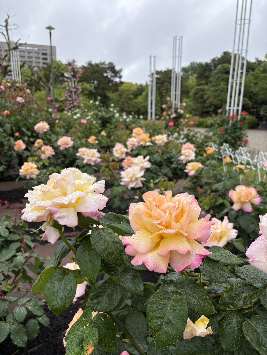 鶴舞公園 tweet media