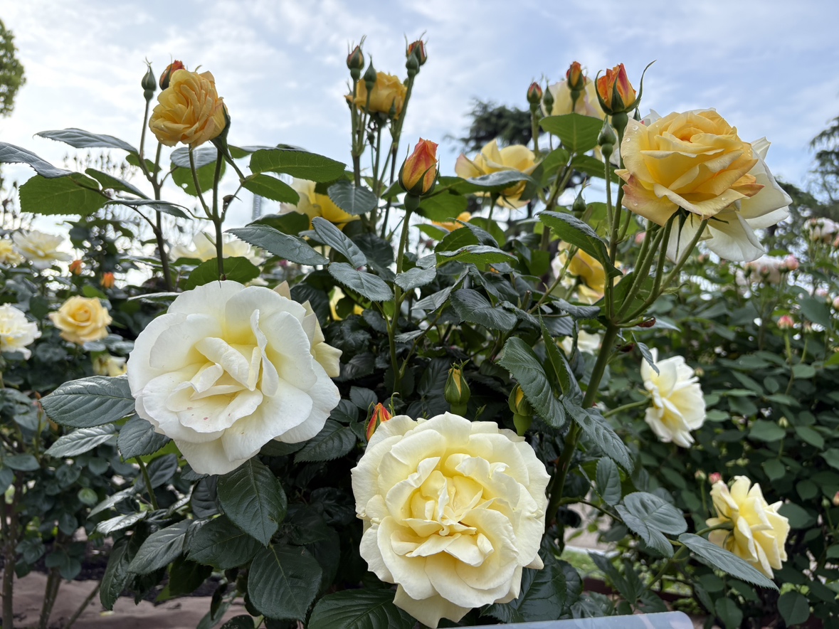 鶴舞公園 tweet media