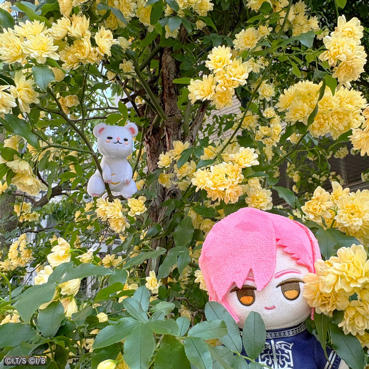 ✨ #JJのGWは金色のきらめき ✨

いよいよ明日からゴールデンウィーク！
社屋のモッコウバラも見頃を迎えています。

皆さんのぬいぐるみ写真も #ユニヴェールぬいぐるみ部 を付けて共有してくださいね📸

#ジャックジャンヌ