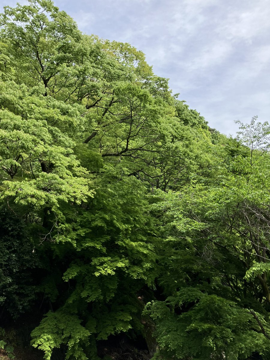 おおやま、雲おおめの晴れ。風が強いです、飛来物にご注意🍃⚠️#丹沢大山 #新緑
