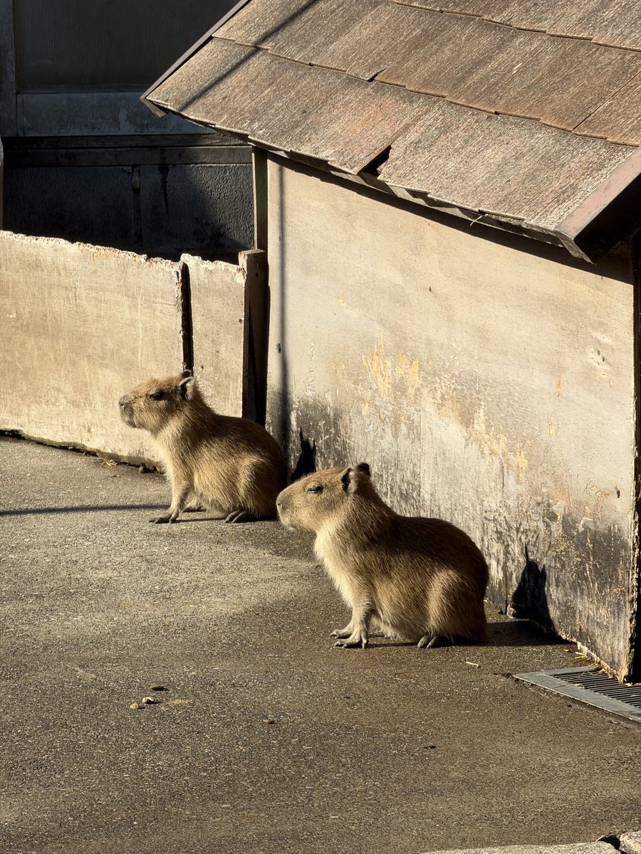 capybaramap's tweet photo. 初めてカピバラに会った場所、伊豆アニマルキングダム そこから、人生が変わった

#伊豆アニマルキングダム #カピバラ #capybara #カピバラ好き #動物園 #伊豆旅行 https://t.co/4LaMkaONwn