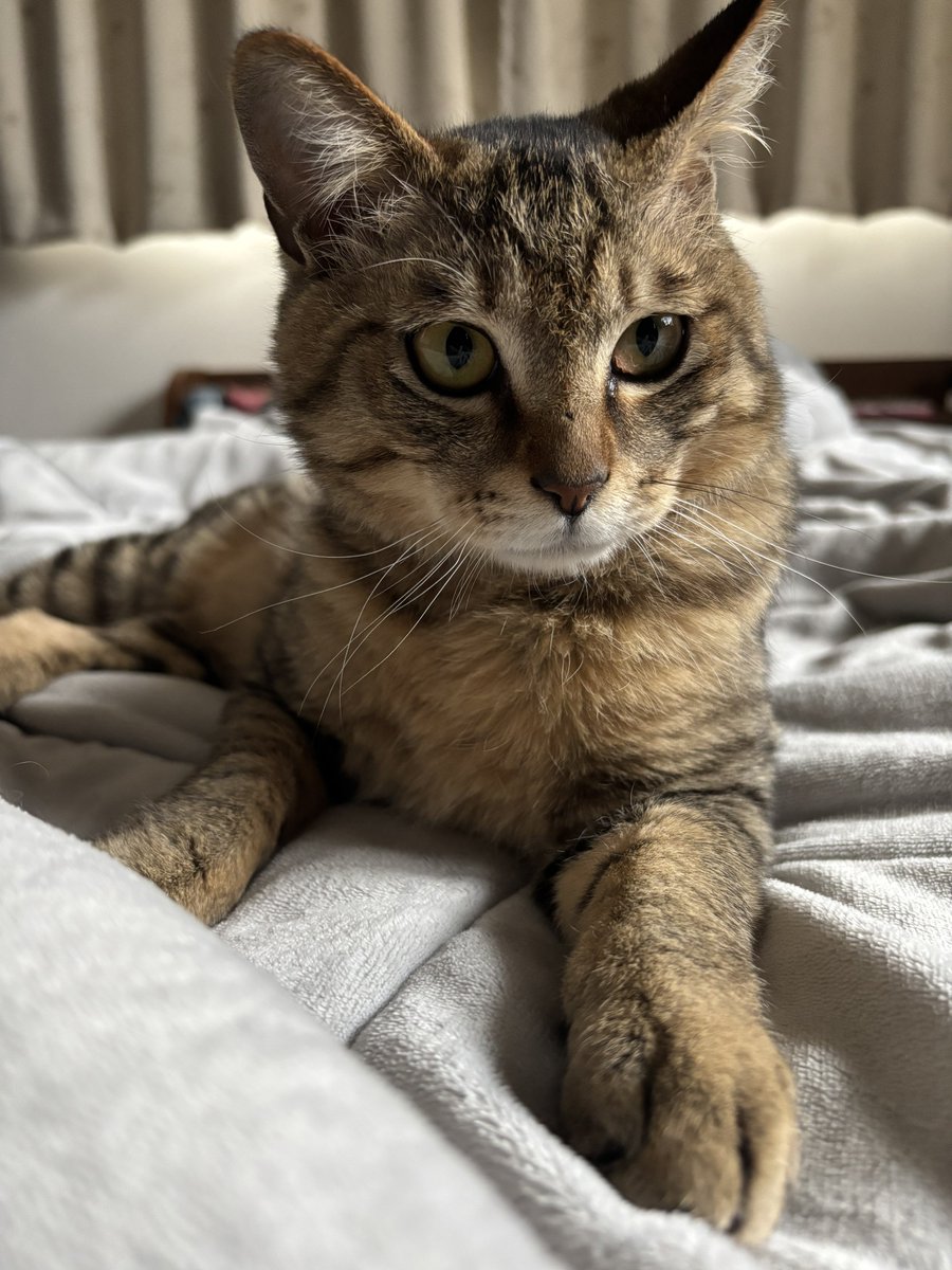 こぶちゃ🐈 tweet media