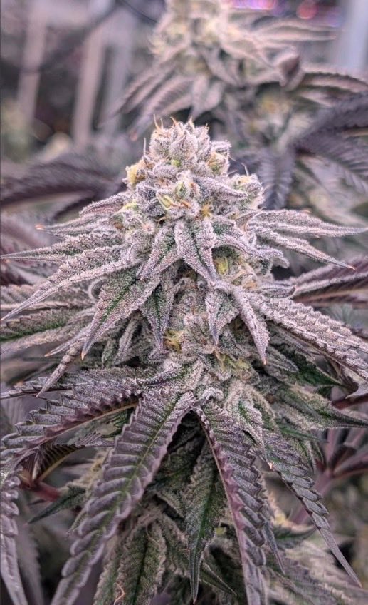 MilesVerno69542's tweet image. 📸 Dante's Inferno
We are still taking your orders now.
#Tapin asap hightimesweedshop.com
#Hemp #CBDOil #Cannabis #Weedlovers #OGKush #Gummies #Edibles #Marijuana #Cancer #420friendly