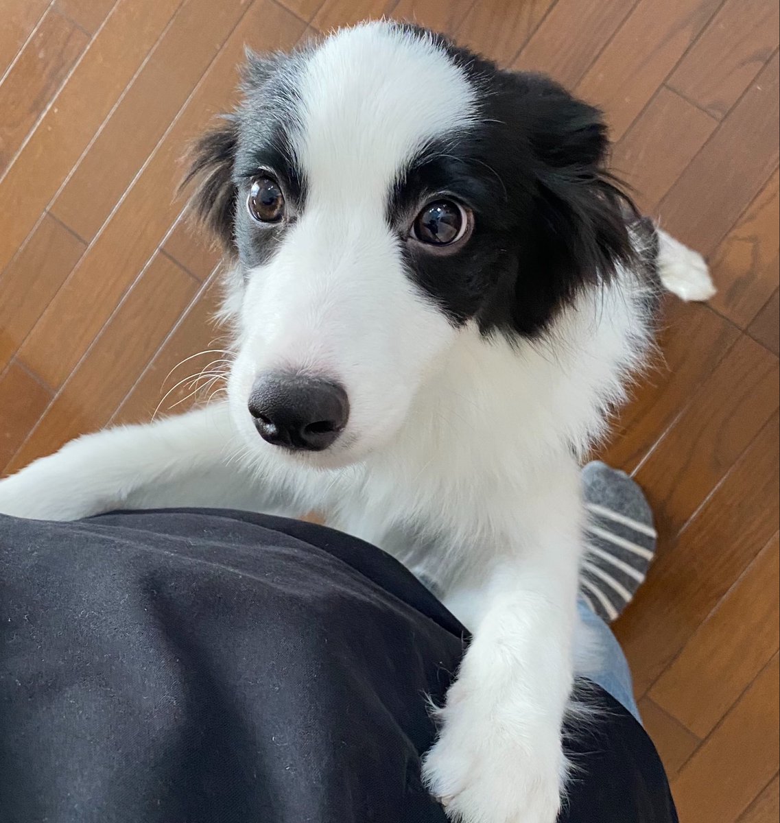 Border collie Rem tweet media