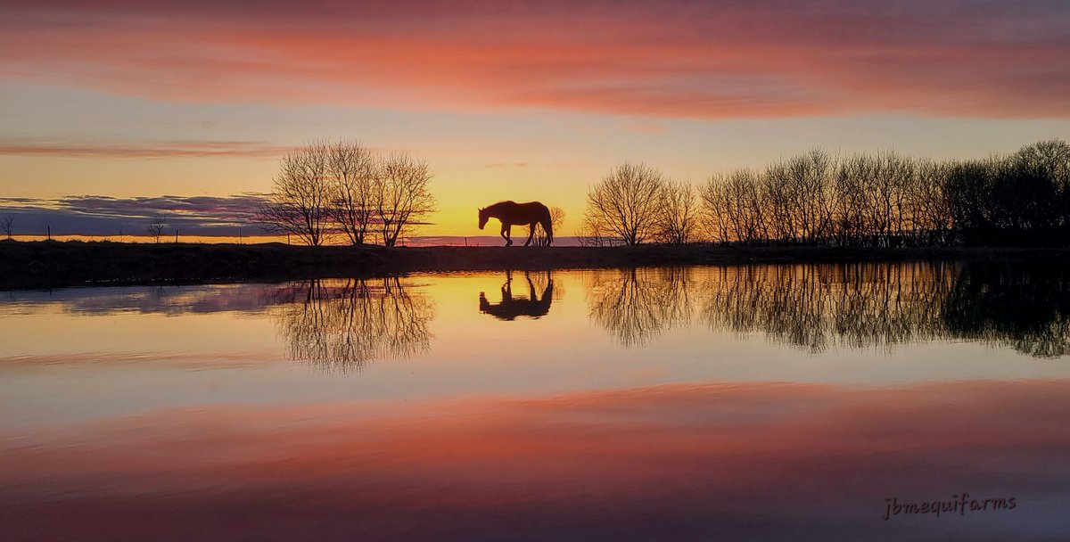 JBMEquiFarms's tweet image. Tonight's view from the dugout.

#manitoba #horses #reflections #mybackyard #sunset #prairiesky
